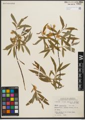 Foto von Salix petiolaris Sm.